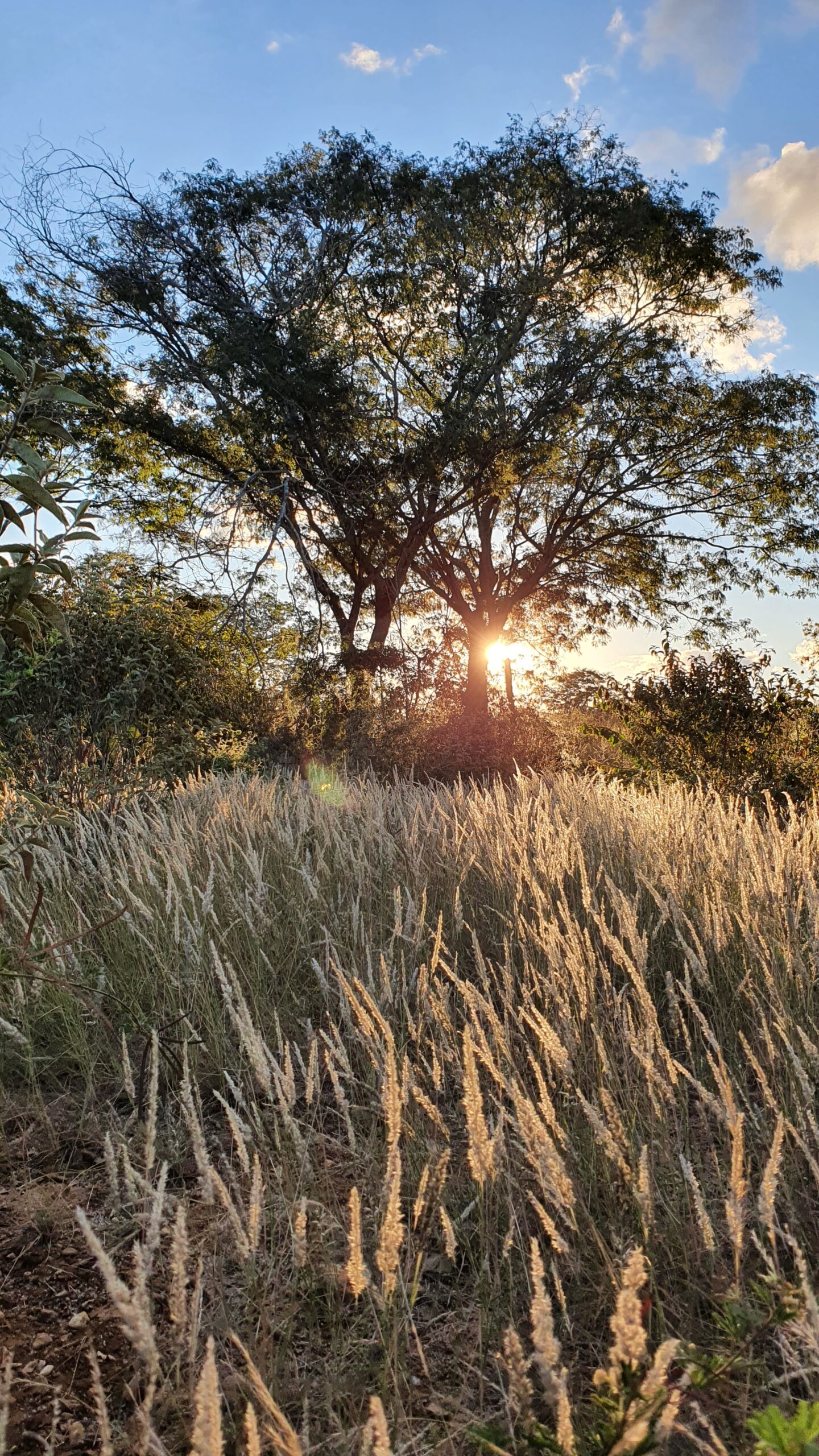 green grass field during sunset